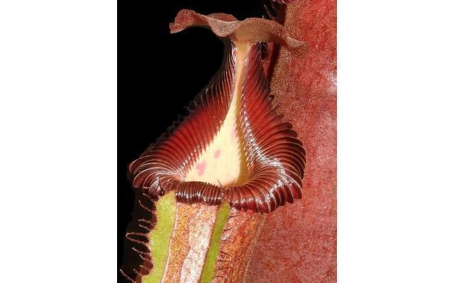 
                      
                        Nepenthes Trusmadiensis x robcantleyi, pitcher plant, carnivorous plant, collectors plant, large pitchers, rare plants 
                      
                    