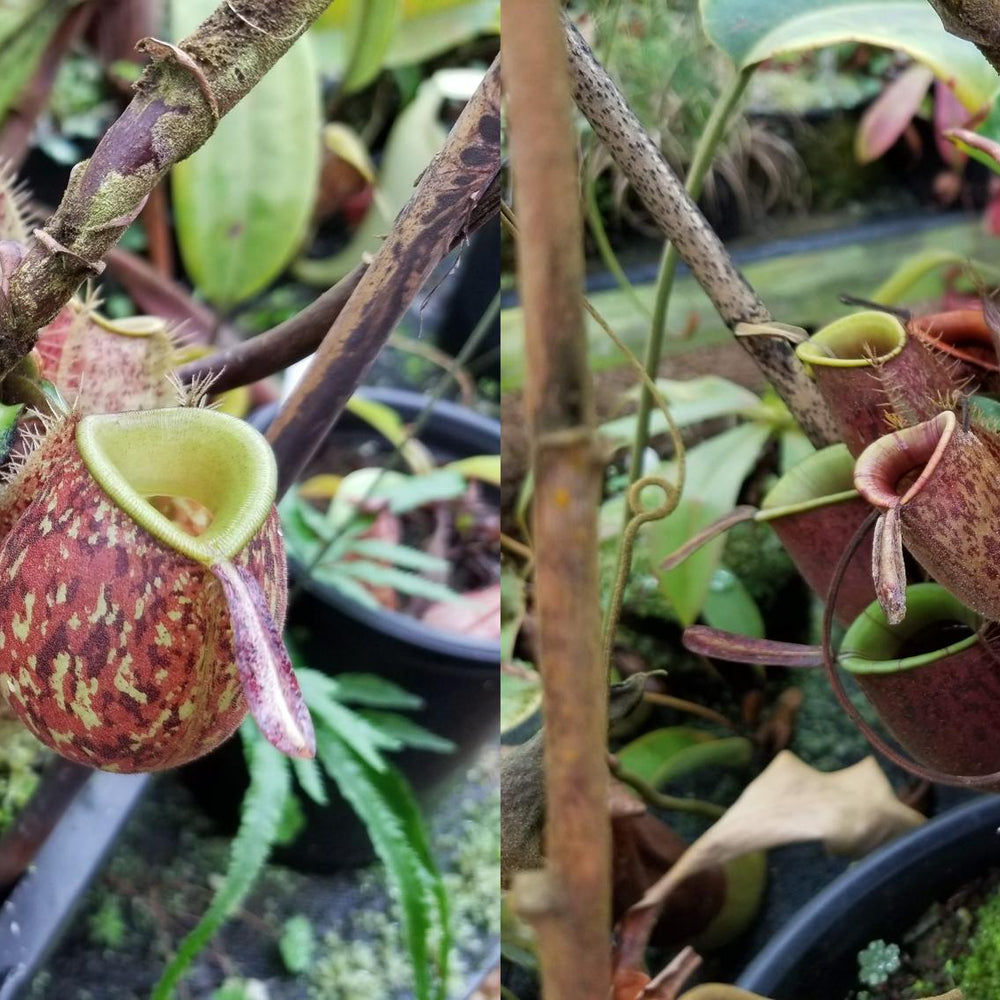 
                      
                        Nepenthes ampullaria (Tricolor x Purple Stripe 2), CAR-0180
                      
                    