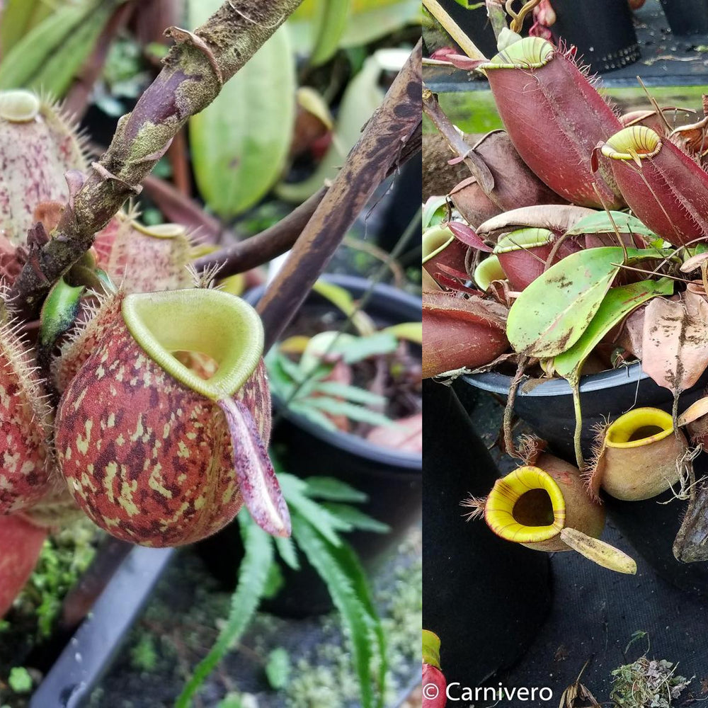 
                      
                        Nepenthes ampullaria (Tricolor x Purple Stripe #1), CAR-0293
                      
                    