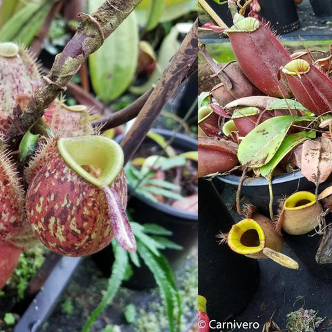 Collage of Nepenthes ampullaria Tricolor x Purple Stripe showing mottled red pitchers on left and yellow-rimmed pitchers on right