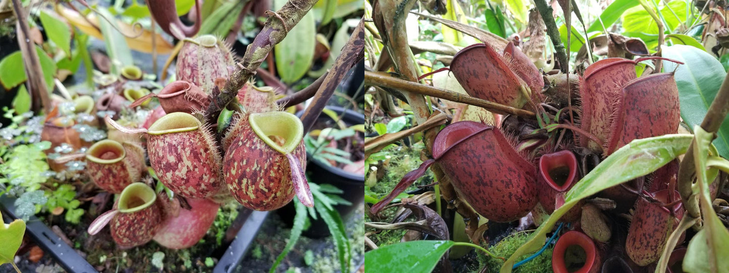 Nepenthes ampullaria [Tricolor x (William's Red x Harlequin)], CAR-0198