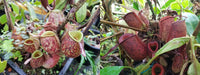 Nepenthes ampullaria [Tricolor x (William's Red x Harlequin)], CAR-0198