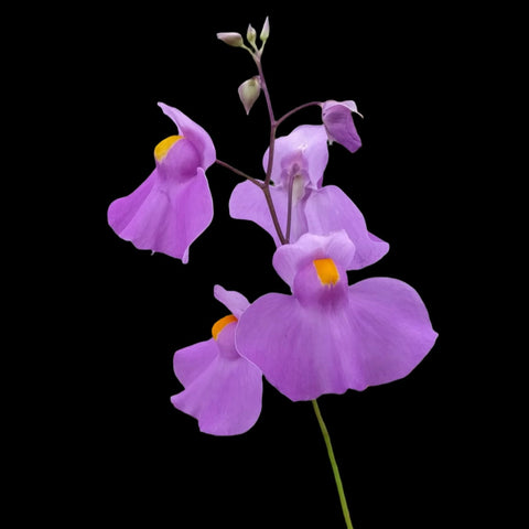 Purple Utricularia longifolia flowers with yellow throats arranged on a stem against a black background
