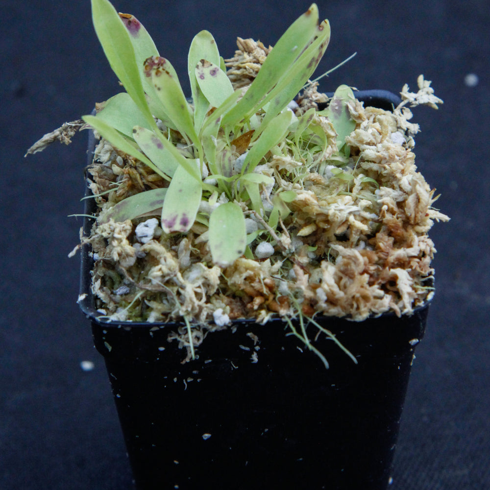 
                      
                        Utricularia longifolia, CAR-0007
                      
                    