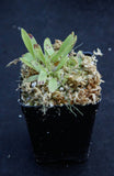 Utricularia longifolia, CAR-0007