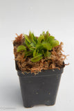 Venus Flytrap - Dionaea muscipula