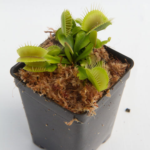 Venus flytrap in a small black pot with bright green traps and toothy edges