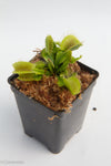 Venus Flytrap - Dionaea muscipula