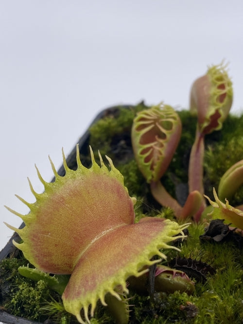 
                      
                        Venus Flytrap- Dionaea muscipula "Werewolf" F2
                      
                    