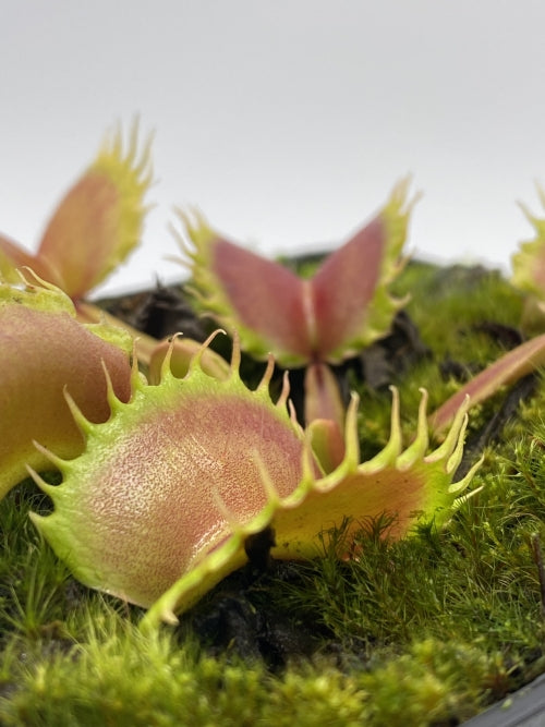 
                      
                        Venus Flytrap- Dionaea muscipula "Werewolf" F2
                      
                    