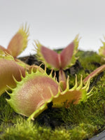 Dionaea muscipula "Werewolf" F2