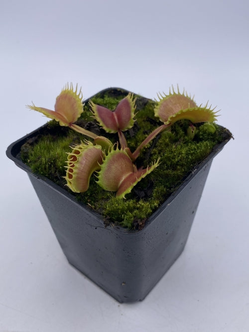
                      
                        Venus Flytrap- Dionaea muscipula "Werewolf" F2
                      
                    