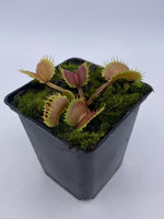 Dionaea muscipula "Werewolf" F2