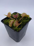 Dionaea muscipula "Werewolf" F2