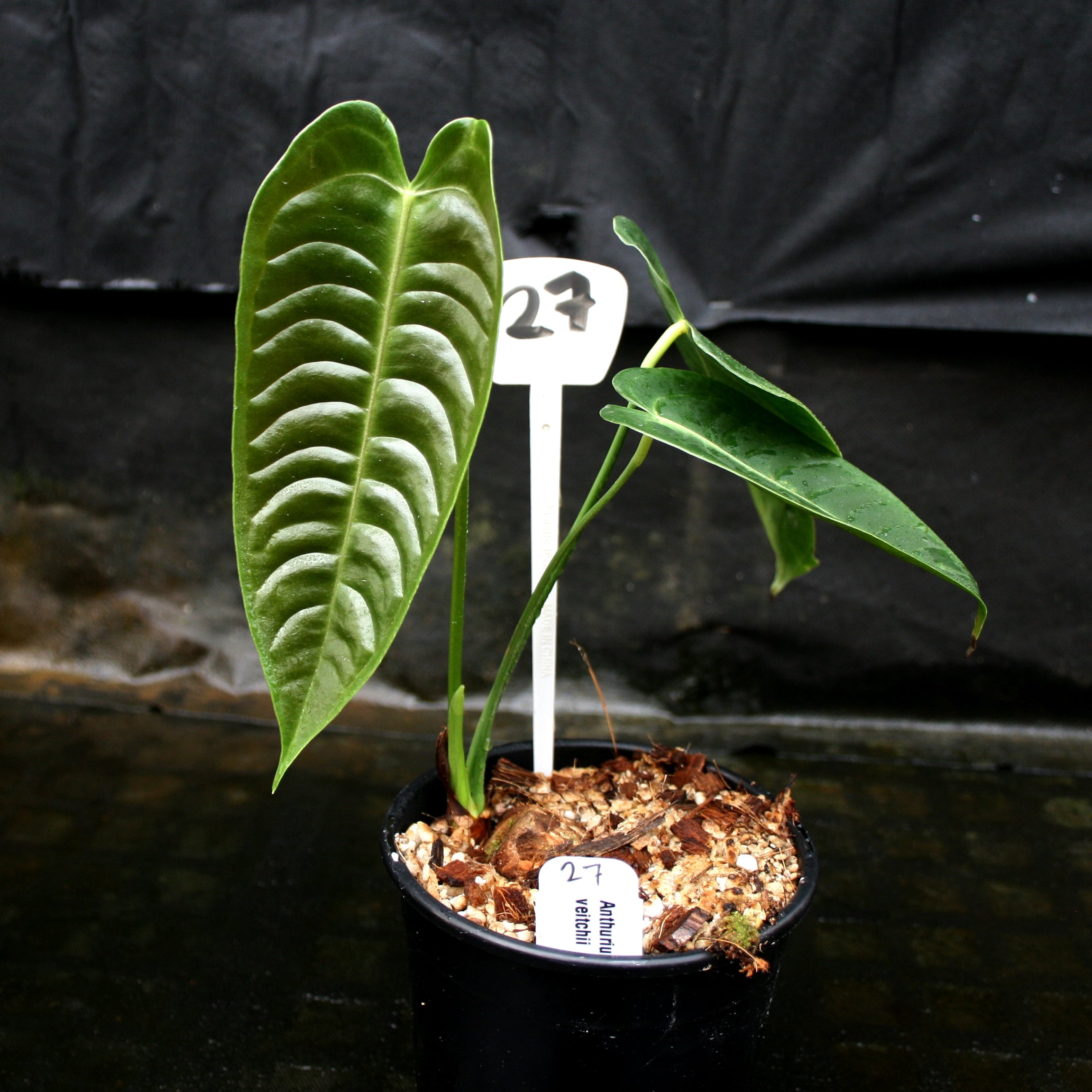Anthurium veitchii, King Anthurium – Carnivero