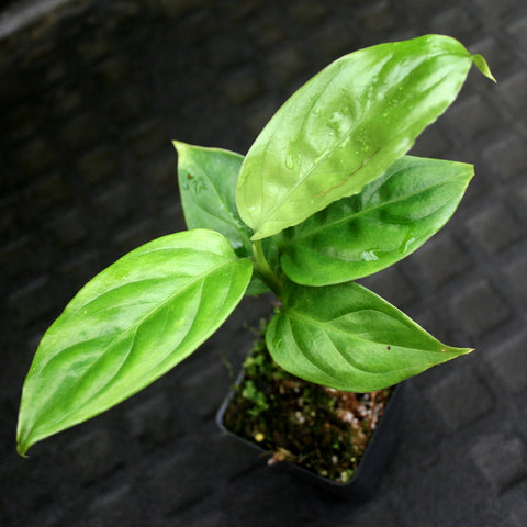 Young Aglaonema simplex houseplant with bright green swordlike leaves in a small pot