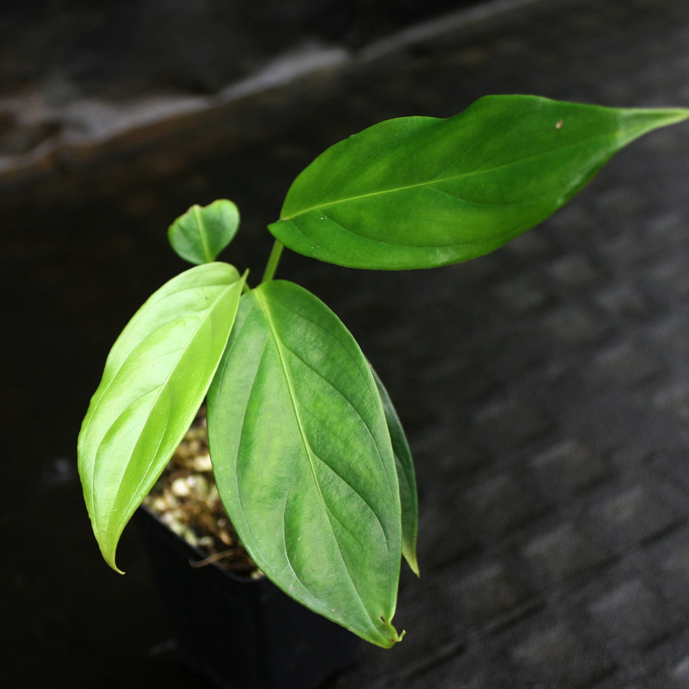 
                      
                        Aglaonema simplex, Malayan sword plant
                      
                    