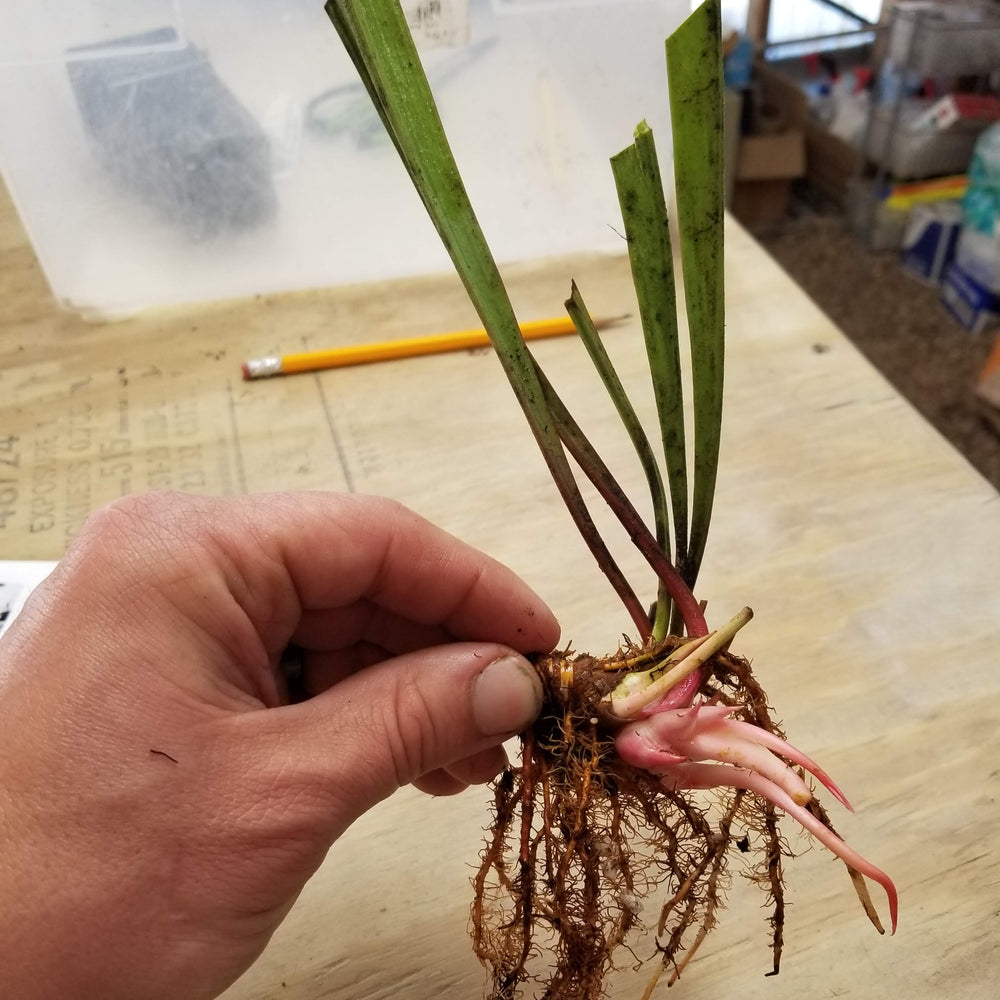 
                      
                        Sarracenia alata var. nigropurpurea
                      
                    