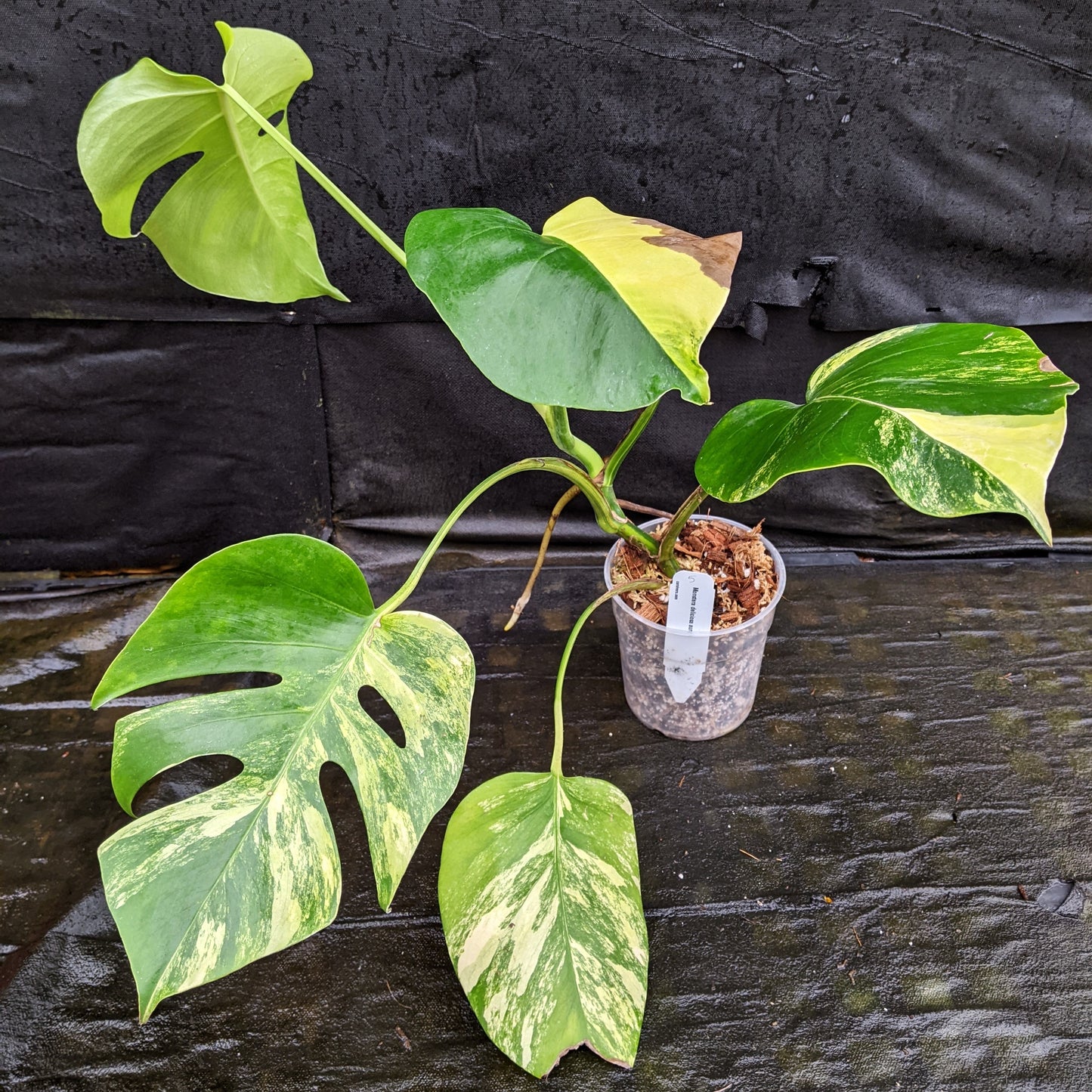 monstera aurea care Monstera deliciosa aurea – Carnivero