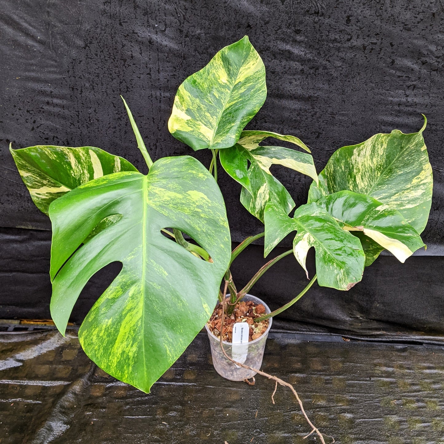 monstera marmorata Monstera deliciosa aurea – Carnivero