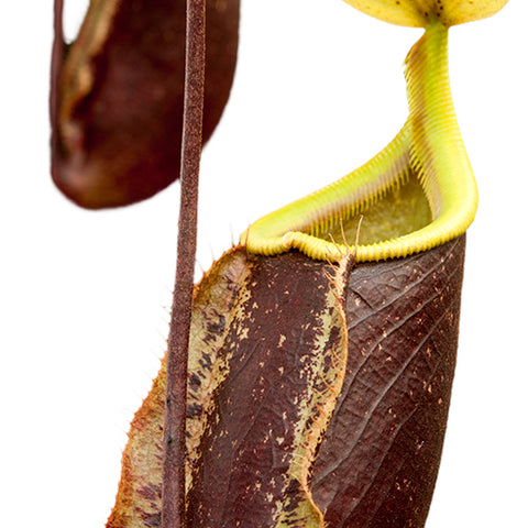 Nepenthes Suki close up of a tall brown pitcher with a lime green rim and long tendril