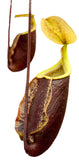 Nepenthes 'Suki'