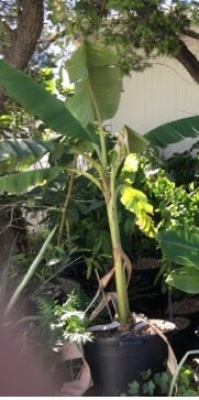 Dwarf Brazilian banana plant in a large container outdoors with tall broad leaves.