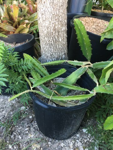 Dragon fruit cuttings in a black pot with flat green paddle-like stems