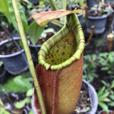 Close up of Nepenthes bicalcarata x northiana pitcher with green and brown hues among other nursery pots