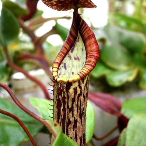 Tall curved Nepenthes faizaliana CAR-0123 pitcher with striped red and yellow rim and maroon body