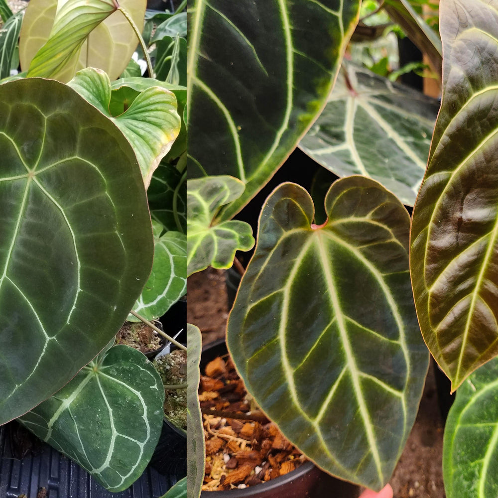 Anthurium forgetii Dark x sp. nov Darién (besseae aff.), CAR-0313