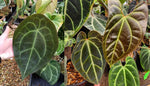 Anthurium forgetii Dark x sp. nov Darién (besseae aff.), CAR-0313