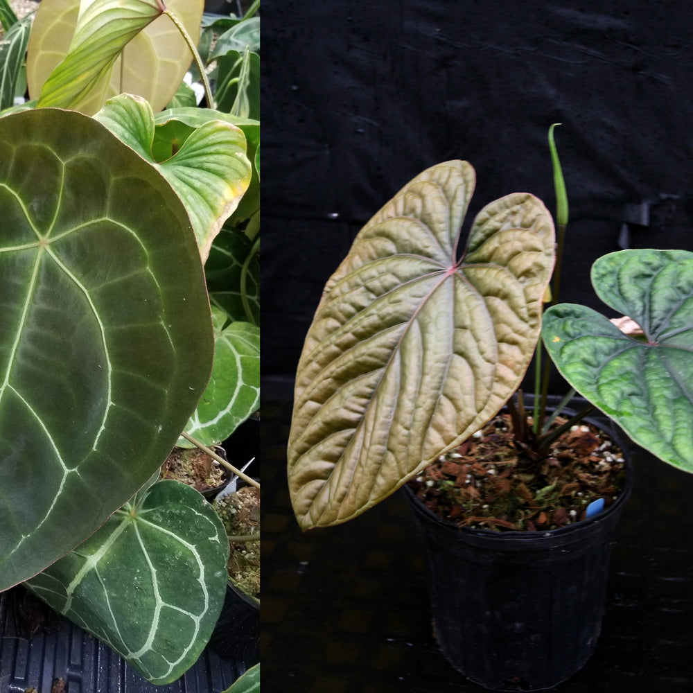 
                      
                        Anthurium forgetii 'Dark' x debilis, CAR-0316
                      
                    