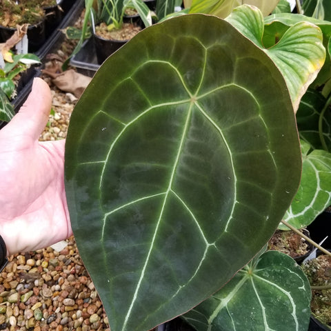 Dark Form Anthurium forgetii leaf with pale venation held by a hand