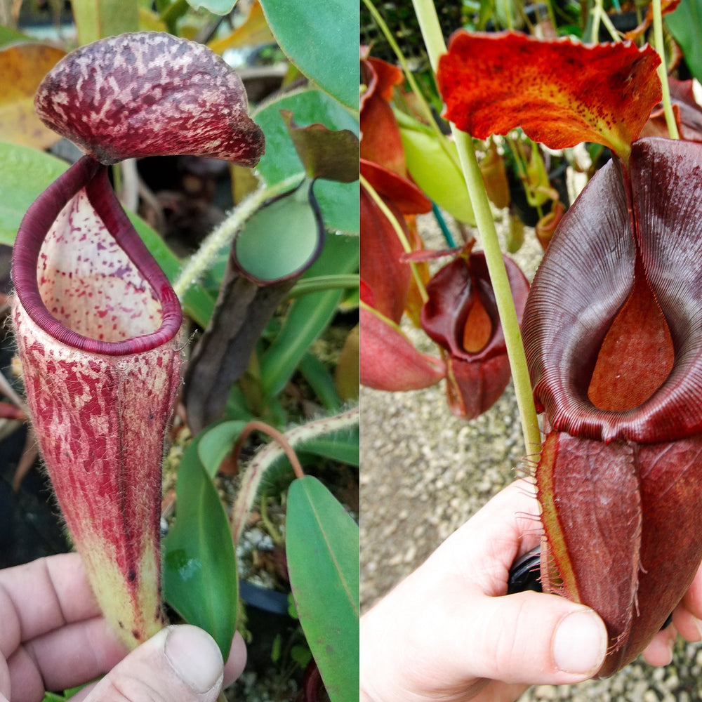 
                      
                        Nepenthes glandulifera x (spathulata x jacquelineae) "BE Best", CAR-0066, pitcher plant, carnivorous plant, collectors plant, large pitchers, rare plants 
                      
                    