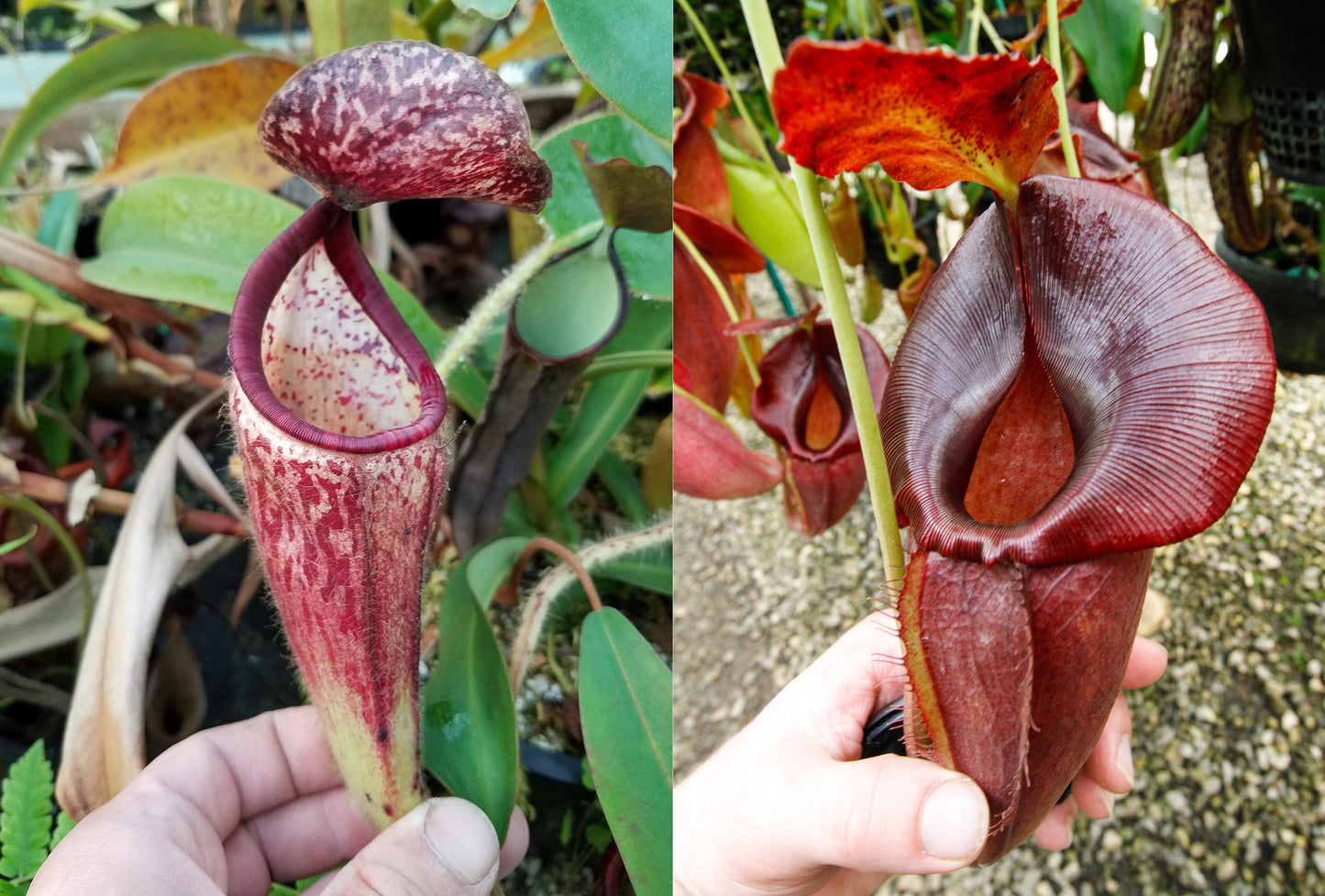 Nepenthes glandulifera x (spathulata x jacquelineae) 