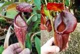 Nepenthes glandulifera x (spathulata x jacquelineae) "BE Best", CAR-0066, pitcher plant, carnivorous plant, collectors plant, large pitchers, rare plants 