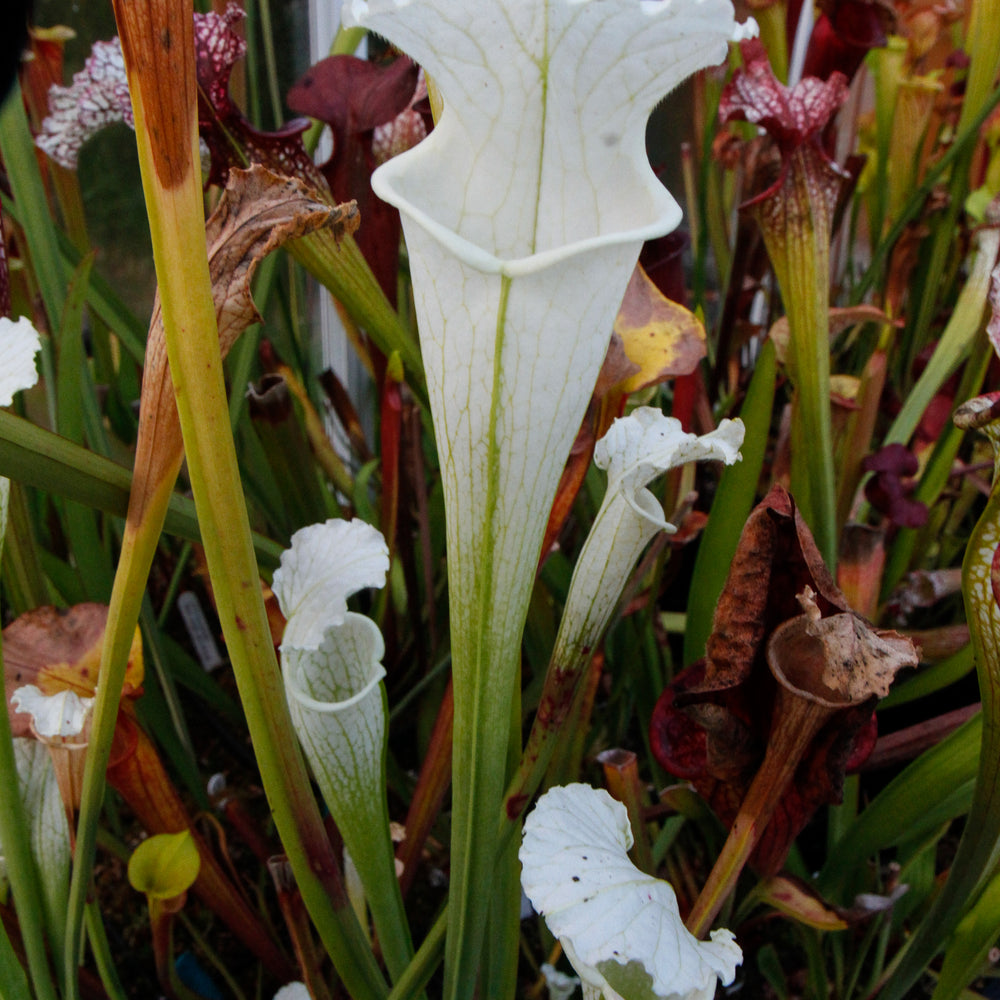 Sarracenia leucophylla var. alba