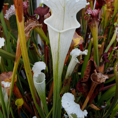 Tall white Sarracenia leucophylla alba pitcher with flared ruffled lip among other colorful pitchers