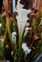 Sarracenia leucophylla var. alba