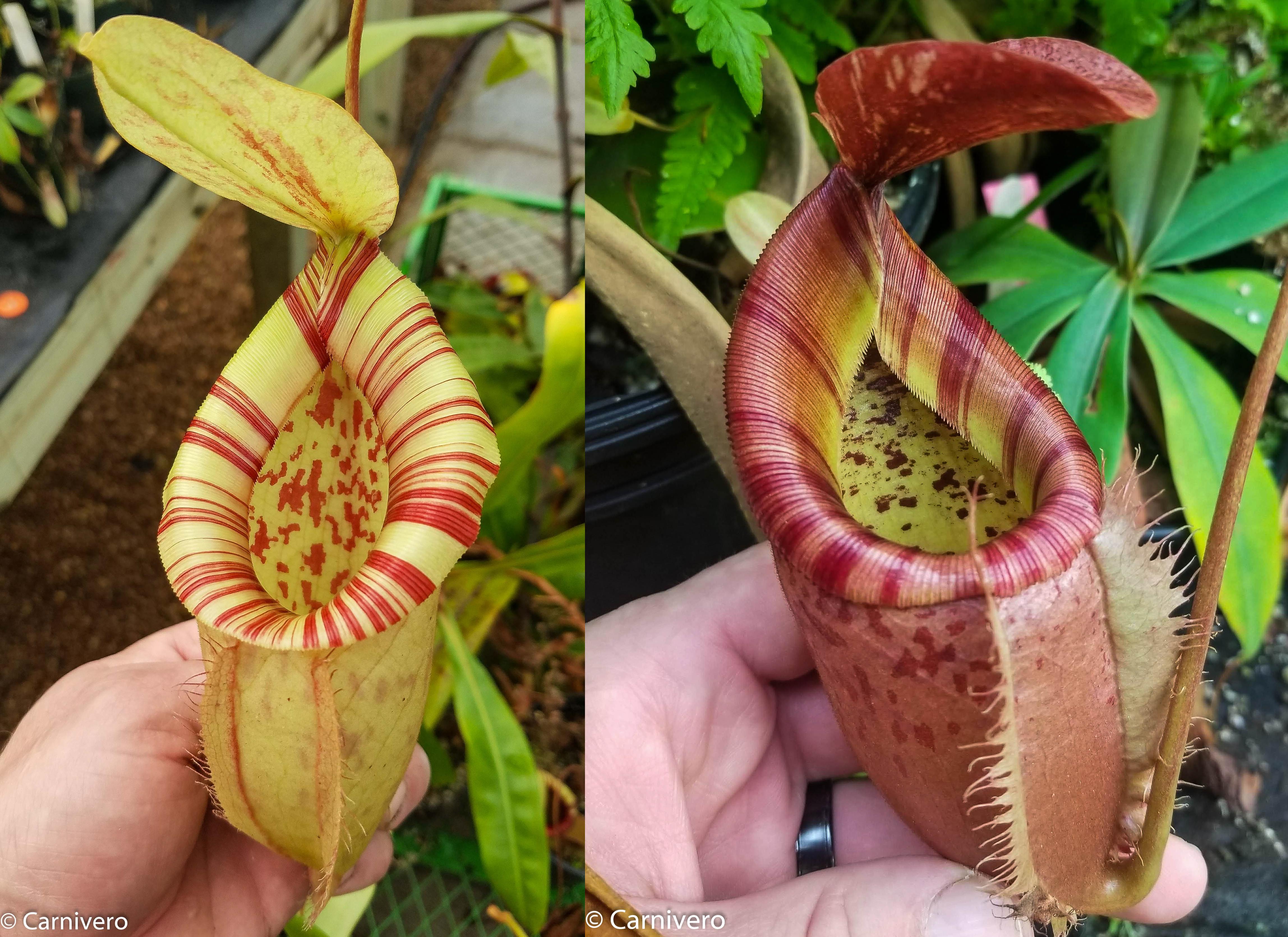 【NEPENTES】NEEDLES Nepenthes ampullaria x northiana – Carnivero