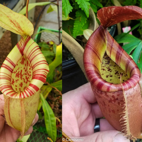 Two pitchers of Nepenthes CAR-0301 side by side left pale yellow with red stripes right reddish brown with darker markings.