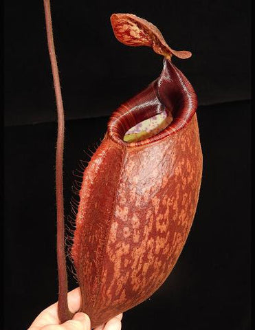 Nepenthes peltata BE-4025 pitcher plant with orange red mottled pitcher held against a dark background