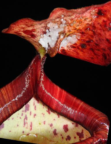 
                      
                        Nepenthes peltata, BE-4025
                      
                    