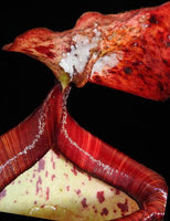 Nepenthes peltata, BE-4025