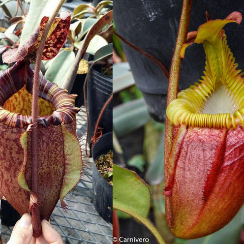 Nepenthes peltata x villosa pitcher plant with burgundy striped rim and mottled body, shown with a hand for scale.