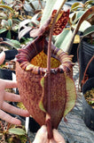 Nepenthes peltata (seed grown)