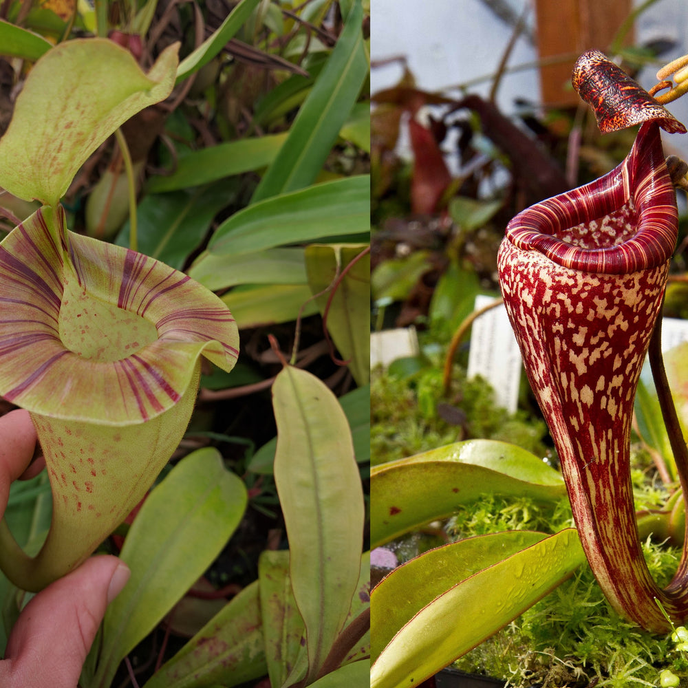 Nepenthes platychila x vogelii, BE-3638