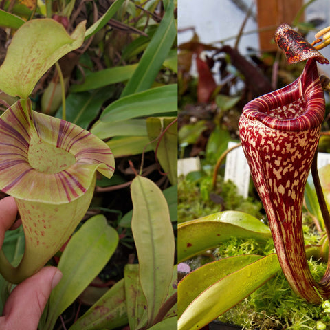 Nepenthes platychila x vogelii BE-3638 pitcher plant with a pale green pitcher on the left and a tall red patterned pitcher on the right