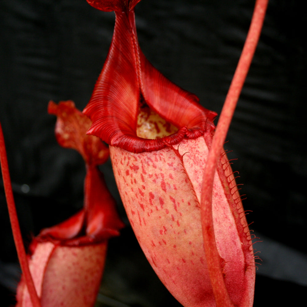 
                      
                        Nepenthes rajah x veitchii, BE-3730
                      
                    